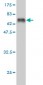 DCX Antibody (monoclonal) (M01)